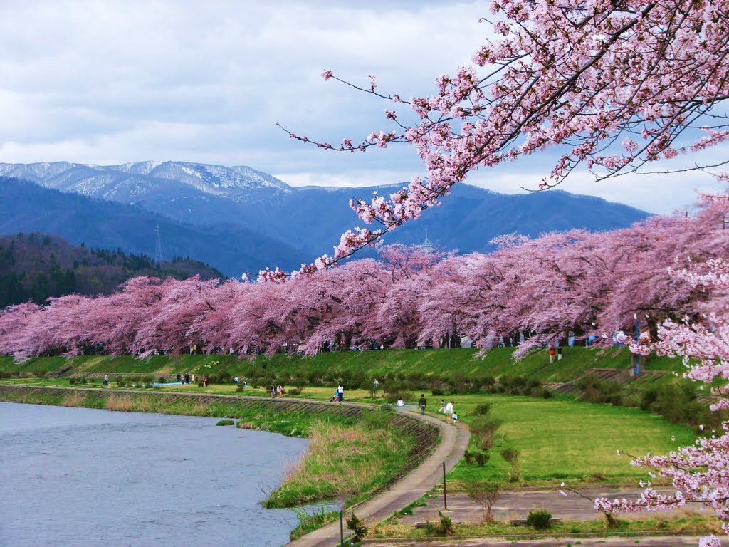 หมู่บ้านซามูไร Kakunodate เมืองเก่าของญี่ปุ่น