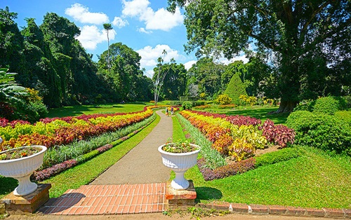 (Royal Peradeniya Botanical Garden)