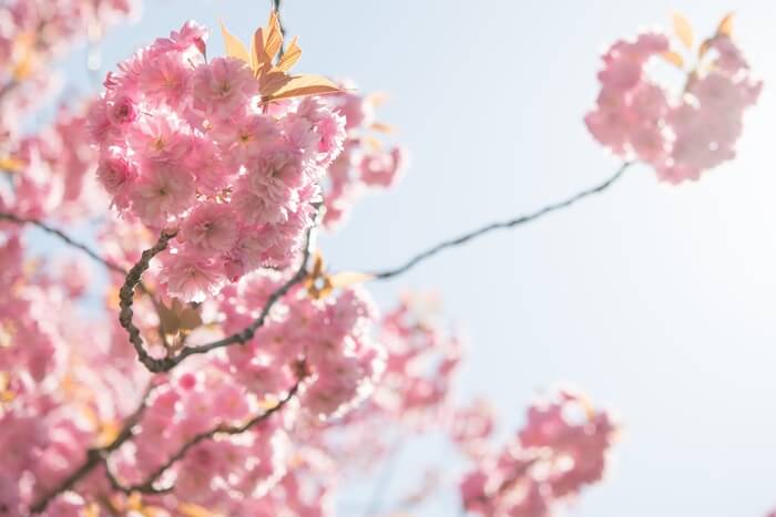 Apricot Flower