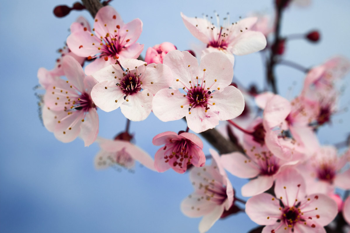 ดอกไม้ญี่ปุ่น,ฤดูกาลญี่ปุ่น,ญี่ปุ่น,flower,japan