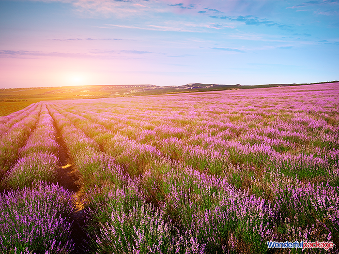 ดอกไม้ญี่ปุ่น,ฤดูกาลญี่ปุ่น,ญี่ปุ่น,flower,japan