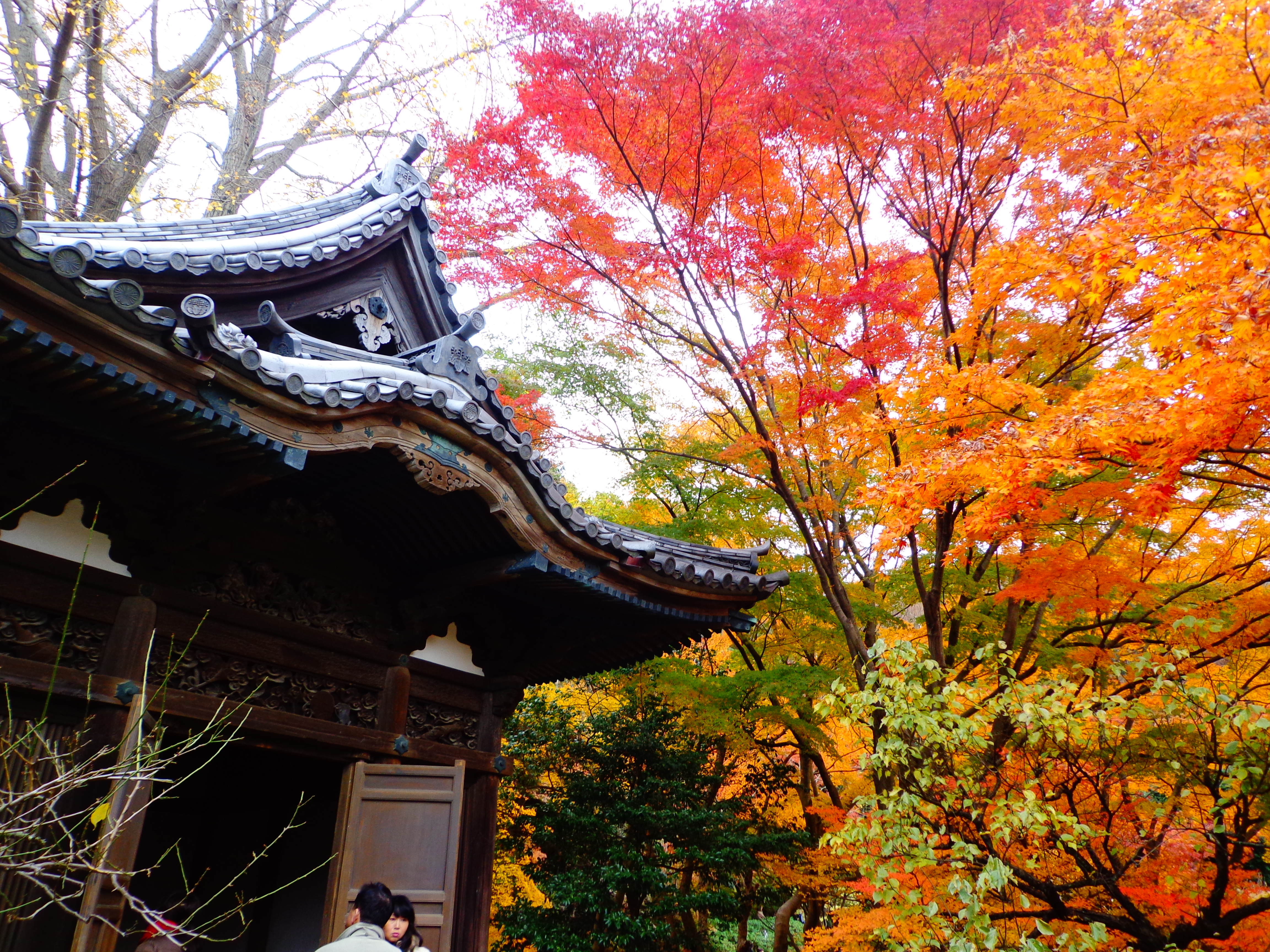 ดอกไม้ญี่ปุ่น,ฤดูกาลญี่ปุ่น,ญี่ปุ่น,flower,japan