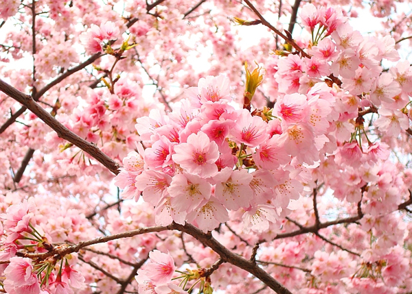 ดอกไม้ญี่ปุ่น,ฤดูกาลญี่ปุ่น,ญี่ปุ่น,flower,japan