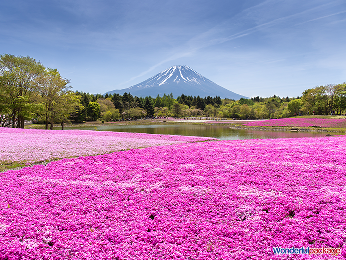 ดอกไม้ญี่ปุ่น,ฤดูกาลญี่ปุ่น,ญี่ปุ่น,flower,japan