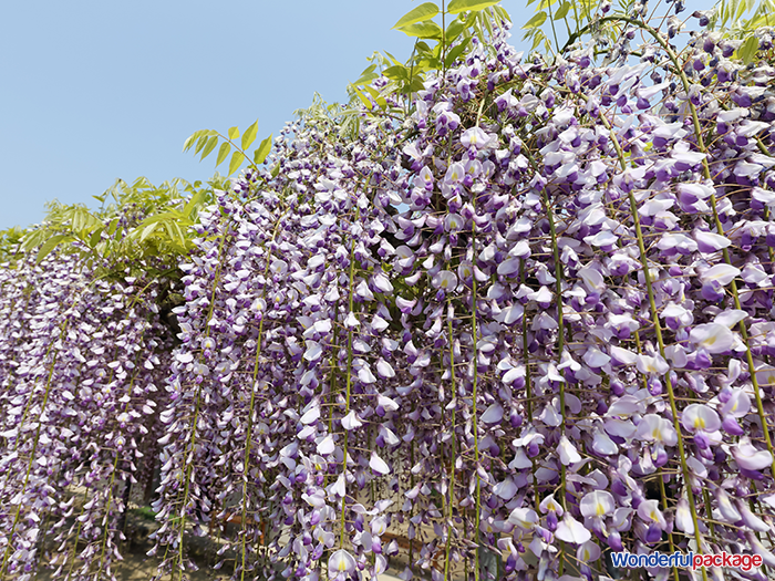 ดอกไม้ญี่ปุ่น,ฤดูกาลญี่ปุ่น,ญี่ปุ่น,flower,japan