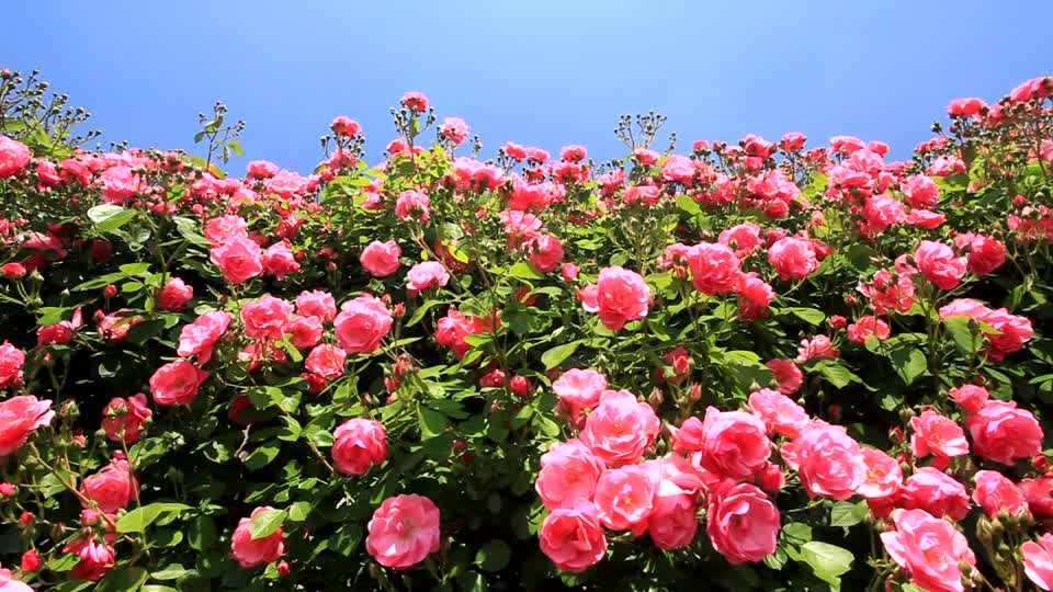 ดอกไม้ญี่ปุ่น,ฤดูกาลญี่ปุ่น,ญี่ปุ่น,flower,japan