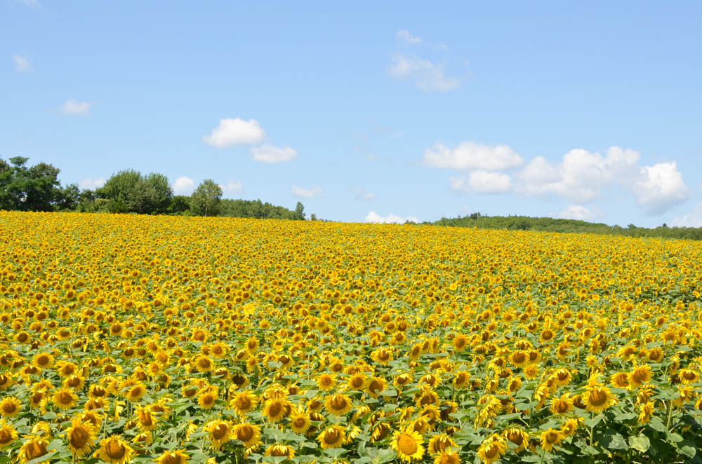 ดอกไม้ญี่ปุ่น,ฤดูกาลญี่ปุ่น,ญี่ปุ่น,flower,japan