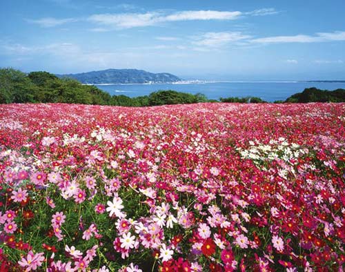 ท่องเที่ยวญี่ปุ่น, ฟุกุโอกะ Nokonoshima Island