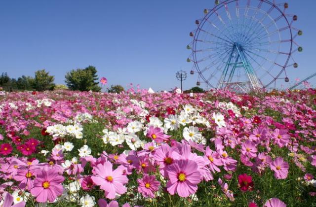 ท่องเที่ยวญี่ปุ่น, ฟุกุโอกะ,Uminonakamichi Seaside Park