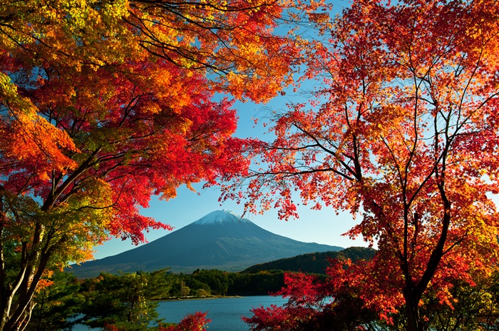 ใบไม้เปลี่ยนสี, ญี่ปุ่น