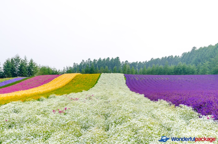 ฮอกไกโด, hokkaido