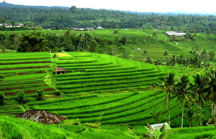 หมู่บ้านจาตีลูวีห์ ( Jatiluwih Rice Terrace )