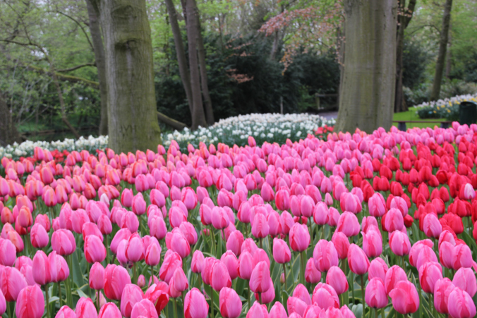 เทศกาลดอกทิวลิป, Kuekenhof, เนเธอร์แลนด์,ฮอลล์แลนด์,Netherlands