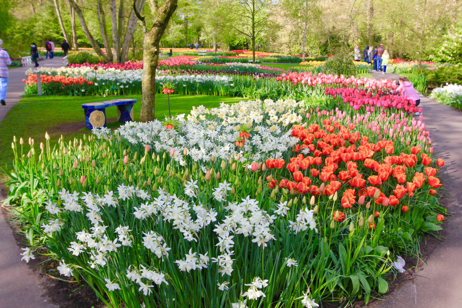 เทศกาลดอกทิวลิป, Kuekenhof, เนเธอร์แลนด์,ฮอลล์แลนด์,Netherlands