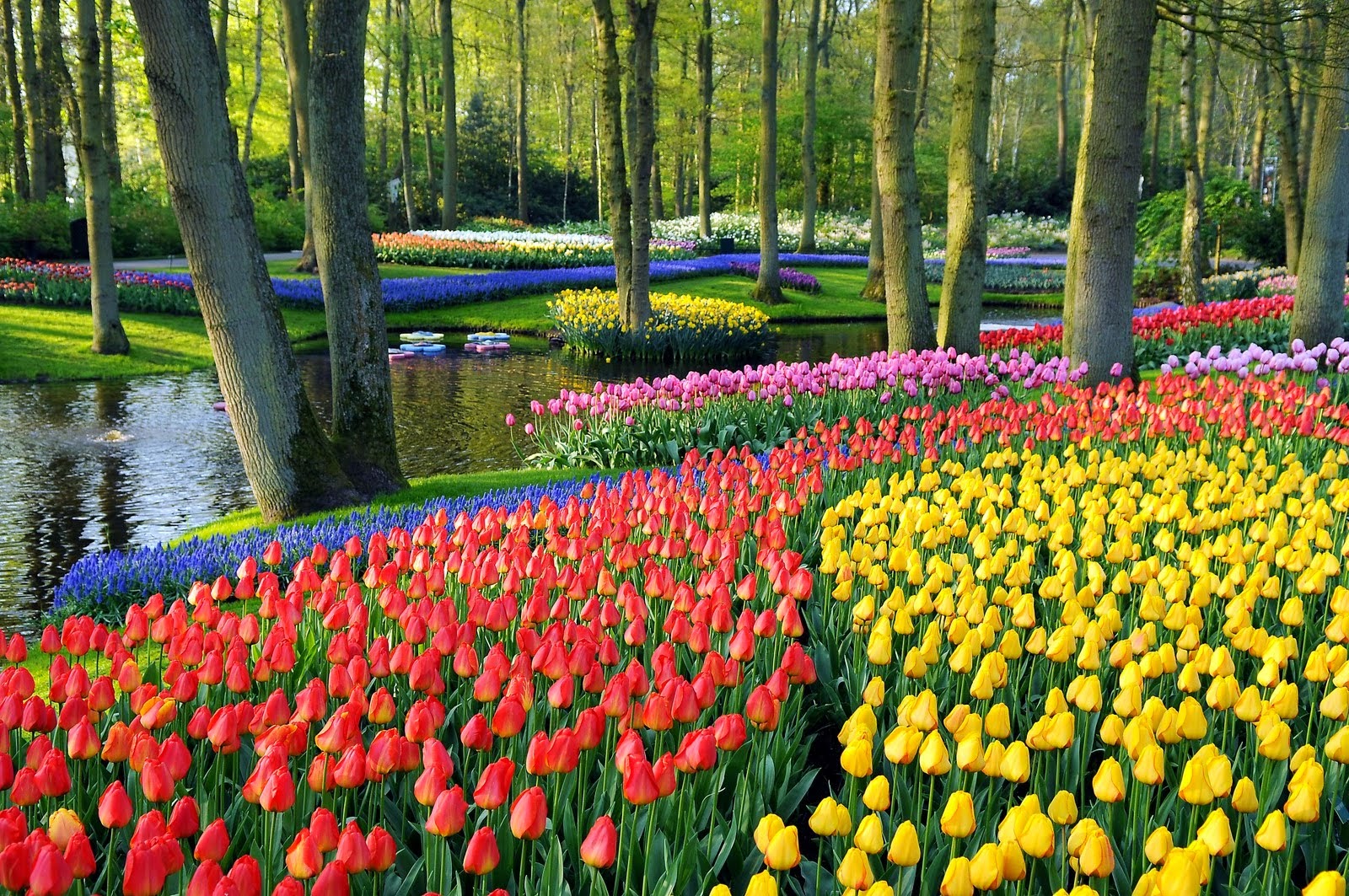 เทศกาลดอกทิวลิป, Kuekenhof, เนเธอร์แลนด์,ฮอลล์แลนด์,Netherlands