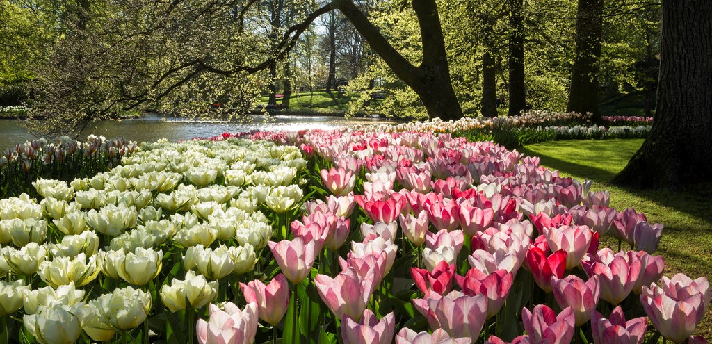 เทศกาลดอกทิวลิป, Kuekenhof, เนเธอร์แลนด์,ฮอลล์แลนด์,Netherlands