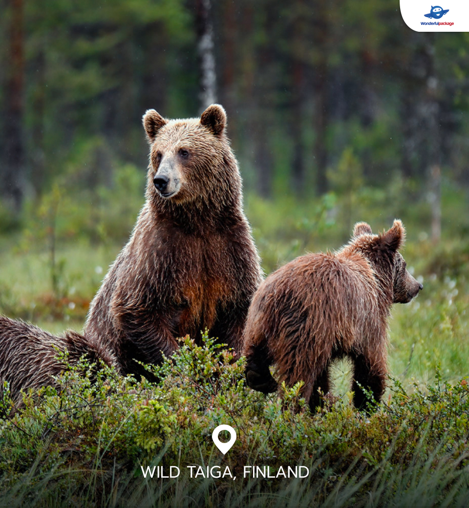 ไวล์ด ไทก้า ฟินแลนด์ (Wild Taiga, Finland)