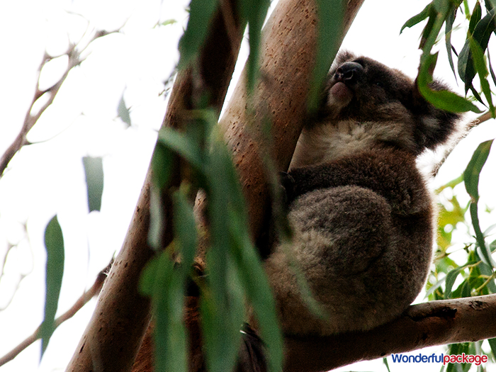 Lone Pine Koala Sanctuary