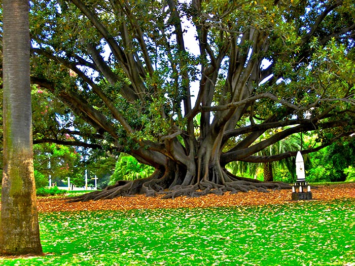 Kings Park and Botanic Garden