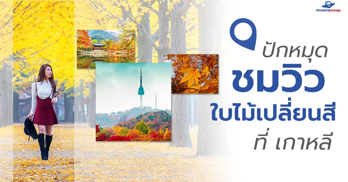 ปก - ชมใบไม้เปลี่ยนสีที่เกาหลี