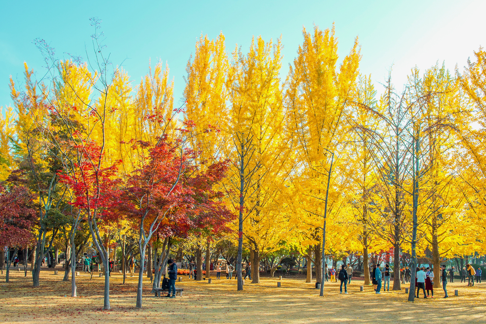 Nami island