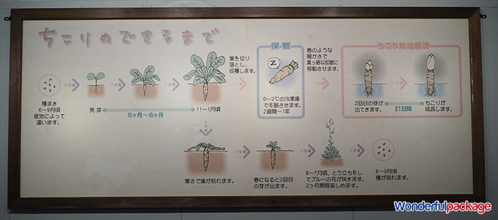 Gifu