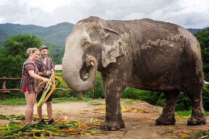 ปางช้างเอเลเฟ่น จังเกิ้ล แซงชัวรี (Elephant Jungle Sanctuary)