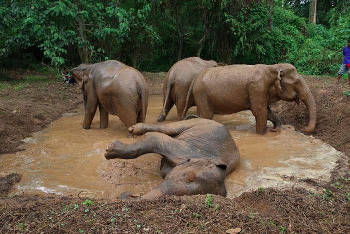 ปางช้างไทรโยค กาญจนบุรี (Saiyok Elephant Park)