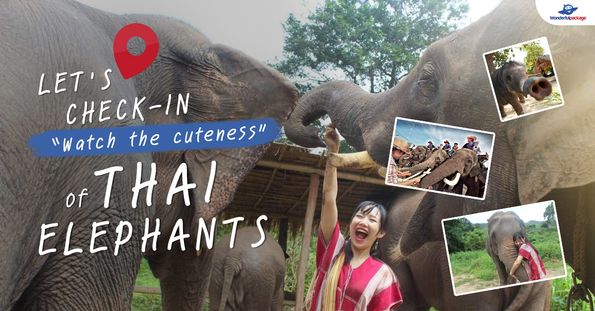 ปักหมุดจุดเช็คอิน ชมความน่ารักของช้างไทย