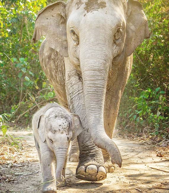 Watching the Elephants.