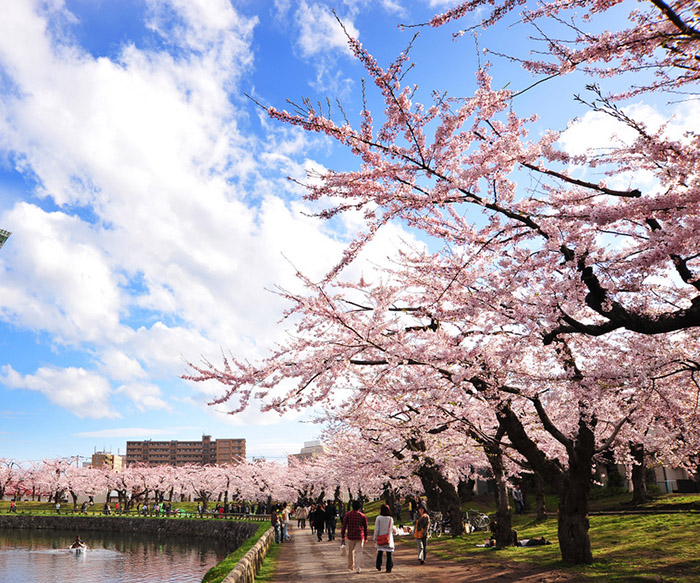 เที่ยวญี่ปุ่น sapporo sakura