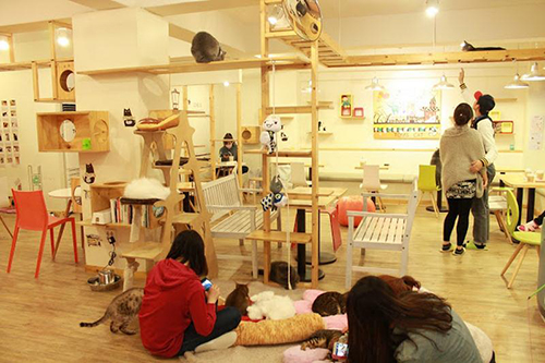 คาเฟ่แมว Toms Cat Cafe 