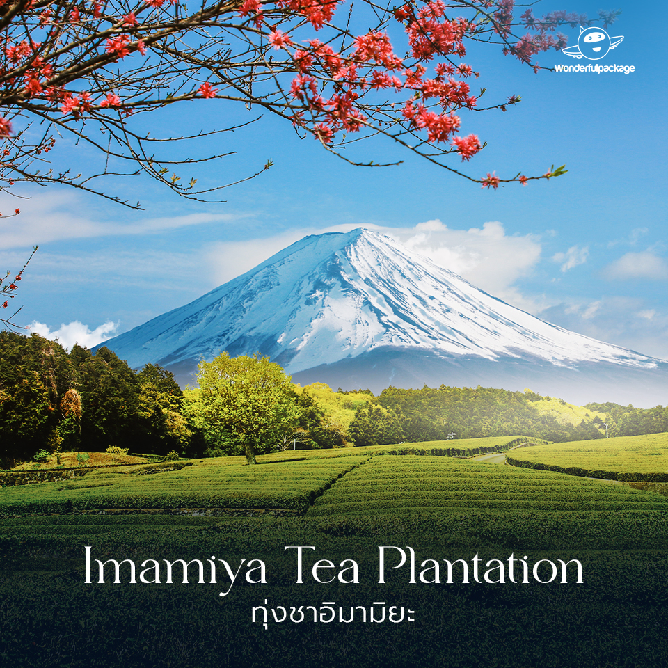 ภูเขาไฟฟูจิ ทุ่งชาอิมามิยะ (Imamiya Tea Plantation) 
