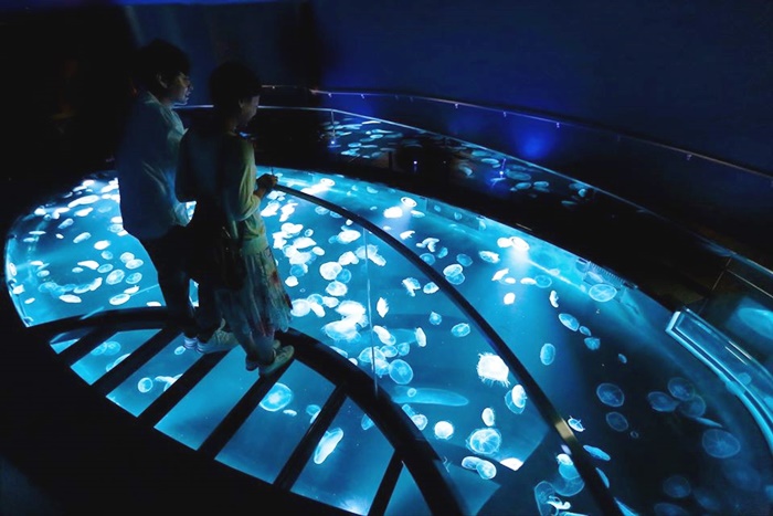 โซนแสดงแมงกะพรุน (Jellyfish Area) พิพิธภัณฑ์สัตว์น้ำซุมิดะ (Sumida Aquarium)