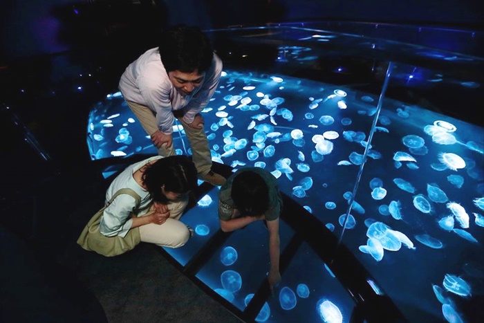 โซนแสดงแมงกะพรุน (Jellyfish Area) พิพิธภัณฑ์สัตว์น้ำซุมิดะ (Sumida Aquarium)