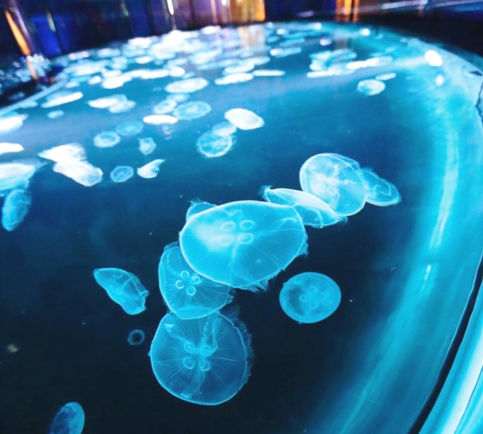 โซนแสดงแมงกะพรุน (Jellyfish Area) พิพิธภัณฑ์สัตว์น้ำซุมิดะ (Sumida Aquarium)