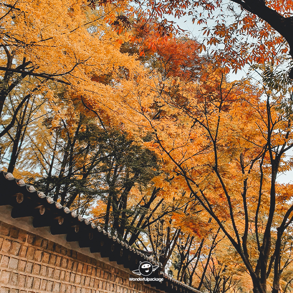 ถนนสายโรแมนติกถ็อกซูกุง (Deoksugung Stone-wall Road)