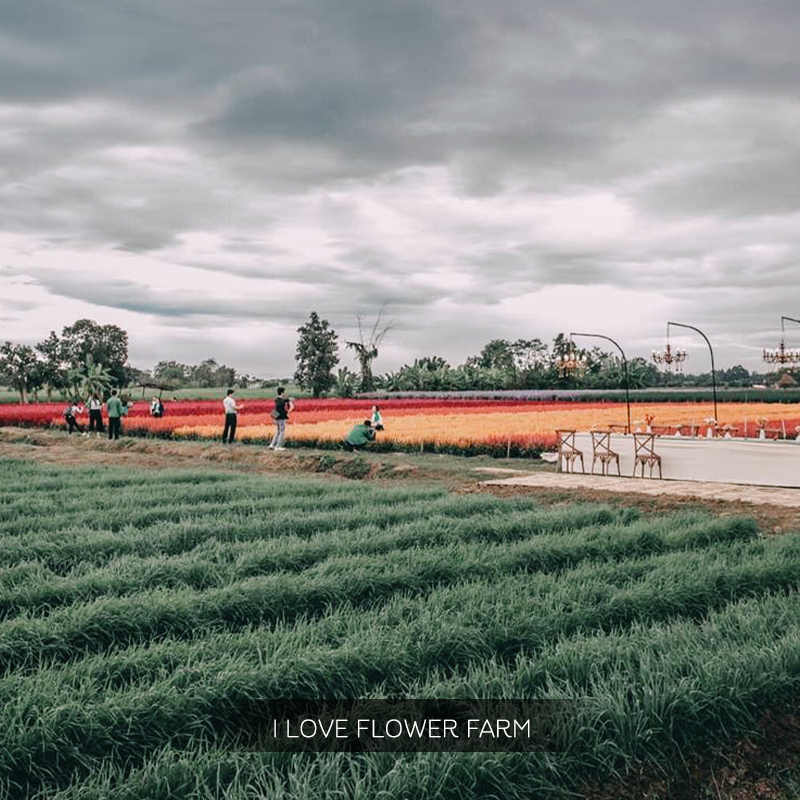 I love Flower Farm
