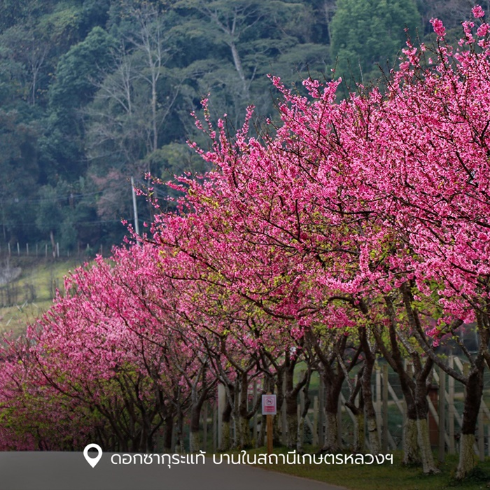 ดอกซากุระแท้ บานในสถานีเกษตรหลวงฯ