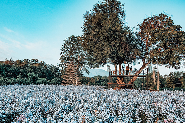 เช็คอินมุมถ่ายรูปสุดหวาน I Love Flower Farm เชียงใหม่