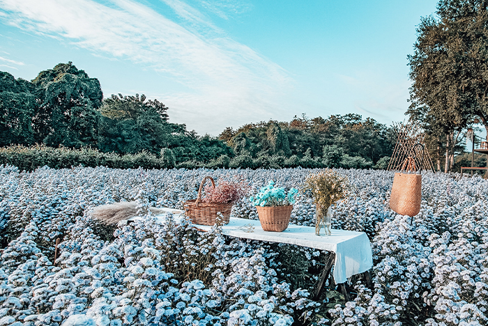 เช็คอินมุมถ่ายรูปสุดหวาน I Love Flower Farm เชียงใหม่