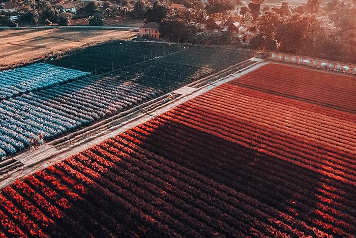 เช็คอินมุมถ่ายรูปสุดหวาน I Love Flower Farm เชียงใหม่