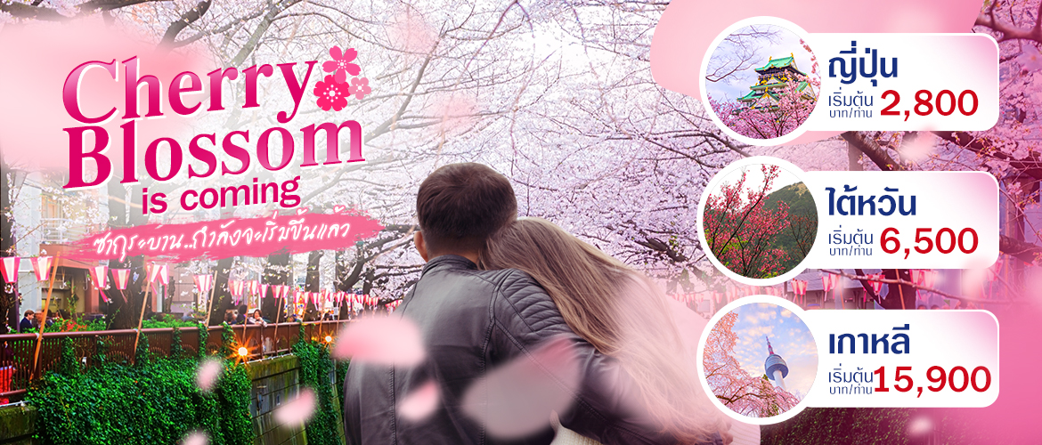 Cherry Blossom is coming ซากุระบาน...กำลังจะเริ่มขึ้นแล้ว | ซากุระ ญี่ปุ่น เกาหลี ไต้หวัน