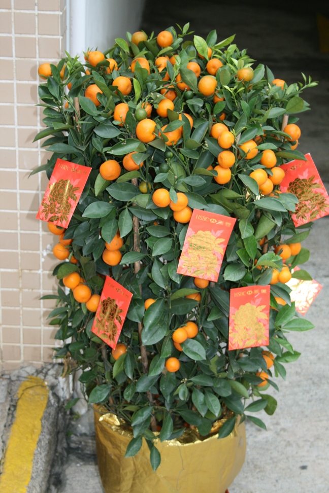 ต้นส้ม ไม้มงคลจีน