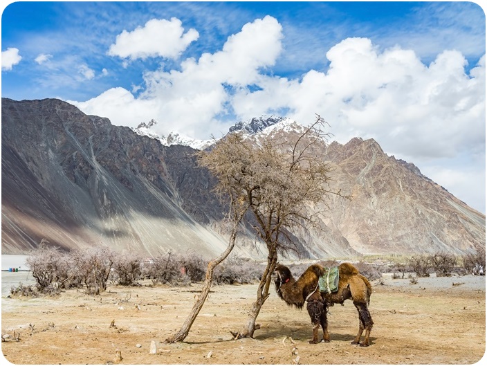 นูบร้าวัลเล่ย์ (Nubra Valley)