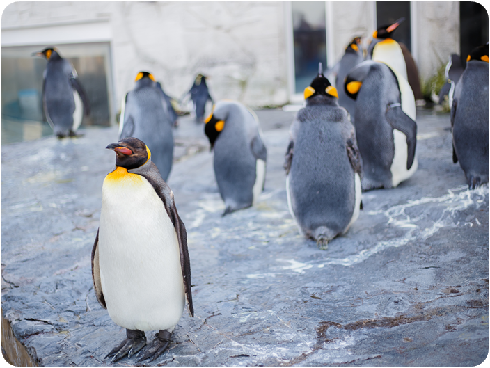 สวนสัตว์อาซาฮิยาม่า (Asahiyama Zoo)