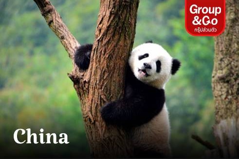 ทัวร์ครอบครัวส่วนตัว เที่ยวนครเฉิงตู ดินแดนแห่งหมีแพนด้า เสน่ห์ถนนคนเดิน ตำนานแห่งเมืองสามก๊ก 4 วัน 3 คืน