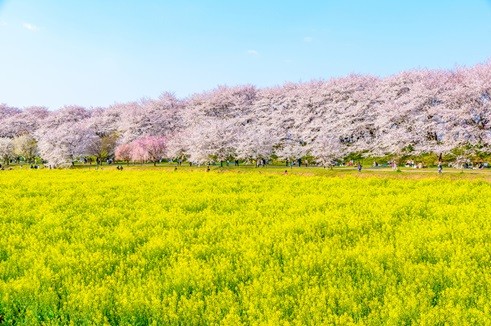 KNTJX301 - ชมซากุระ + ดอกนาโนะฮานะที่สวนกอนเกนโด-ซากุระซึซึมิ และ ชมดอกพีชที่สวนโคกะคุโบ และชมอุโมงค์ซากุระที่ ภูเขาโอฮิระ