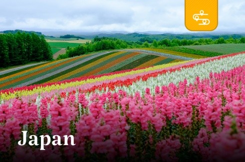 ONE DAY TOUR ฮอกไกโด | สัมผัสสีสันแห่งฤดูร้อน ชมทุ่งดอกไม้หลากสี & บ่อน้ำสีฟ้า