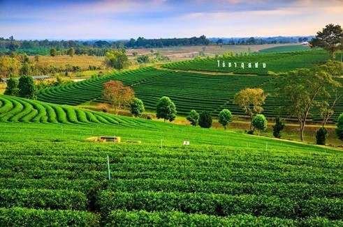 แอ่วเชียงราย ม่วนแต้ๆ วัดร่องขุ่น บ้านดำ ไร่ชาฉุยฟง 3 วัน 2 คืน